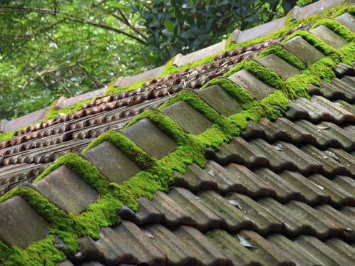 Démoussage de toiture dans la Dordogne